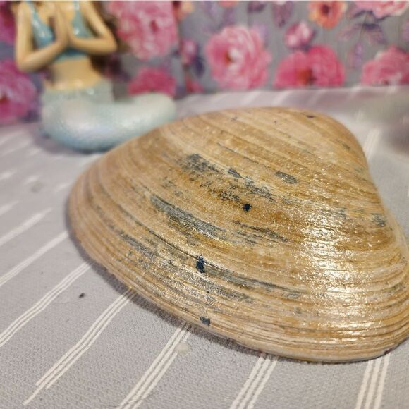 DECOUPAGE CLAM SHELL DECOUPAGE FLOWERS TRINKET DISH - Picture 10 of 11